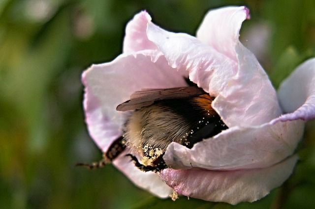 faewings's tweet photo. bees asleep in flowers 🐝 https://t.co/DpFw0XVa2e