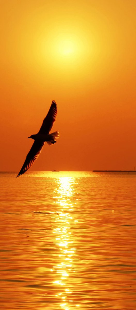 Gromiko B. Chakma (@gromikochakma) on Twitter photo 