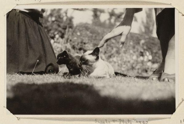 Virginia Woolf's cats, Sappho and Pluto, 1947