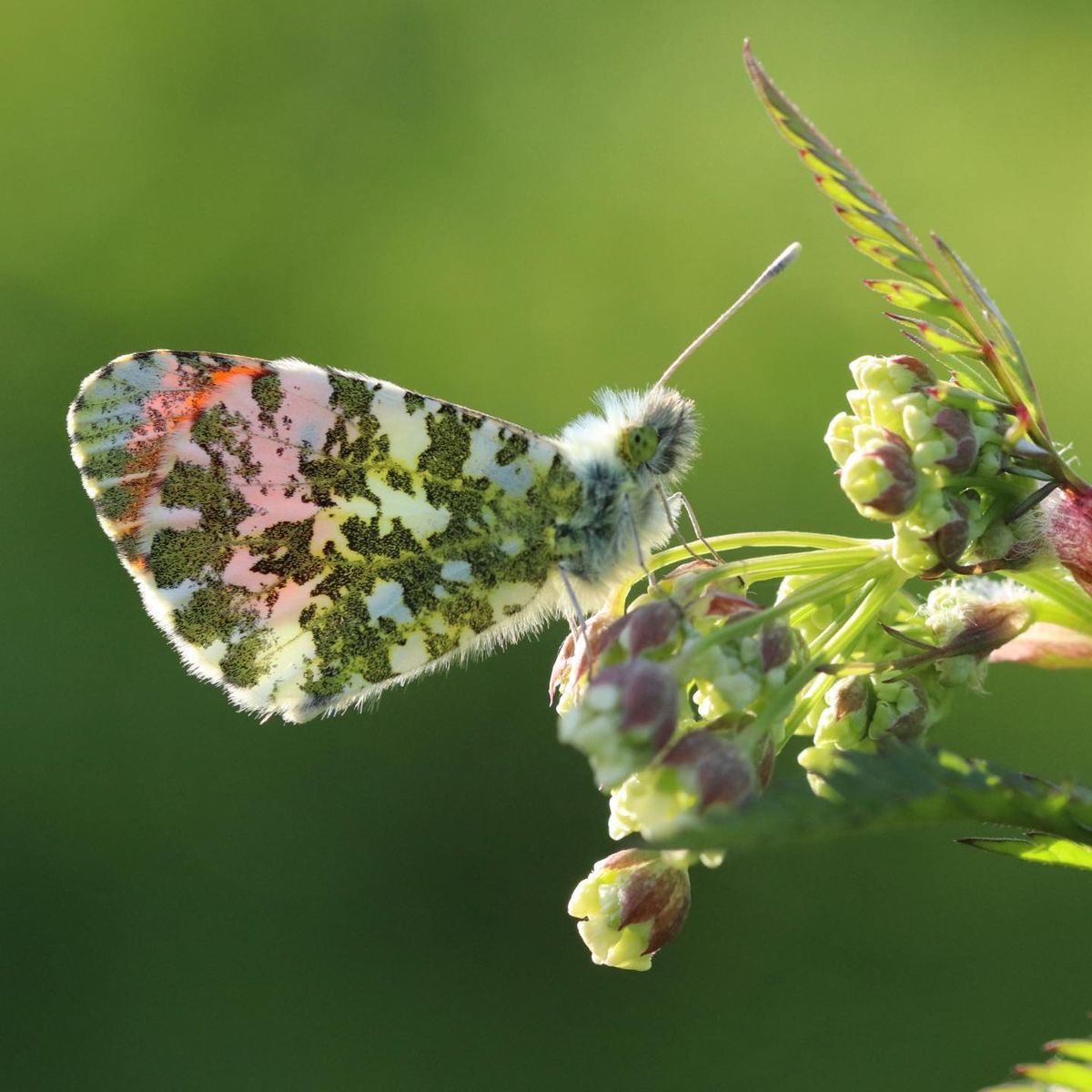 faewings's tweet image. orange tip butterfly ⨾༊·˚