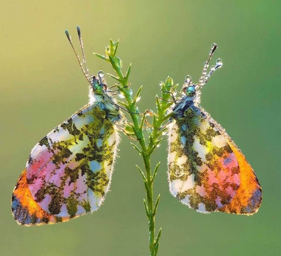 faewings's tweet image. orange tip butterfly ⨾༊·˚
