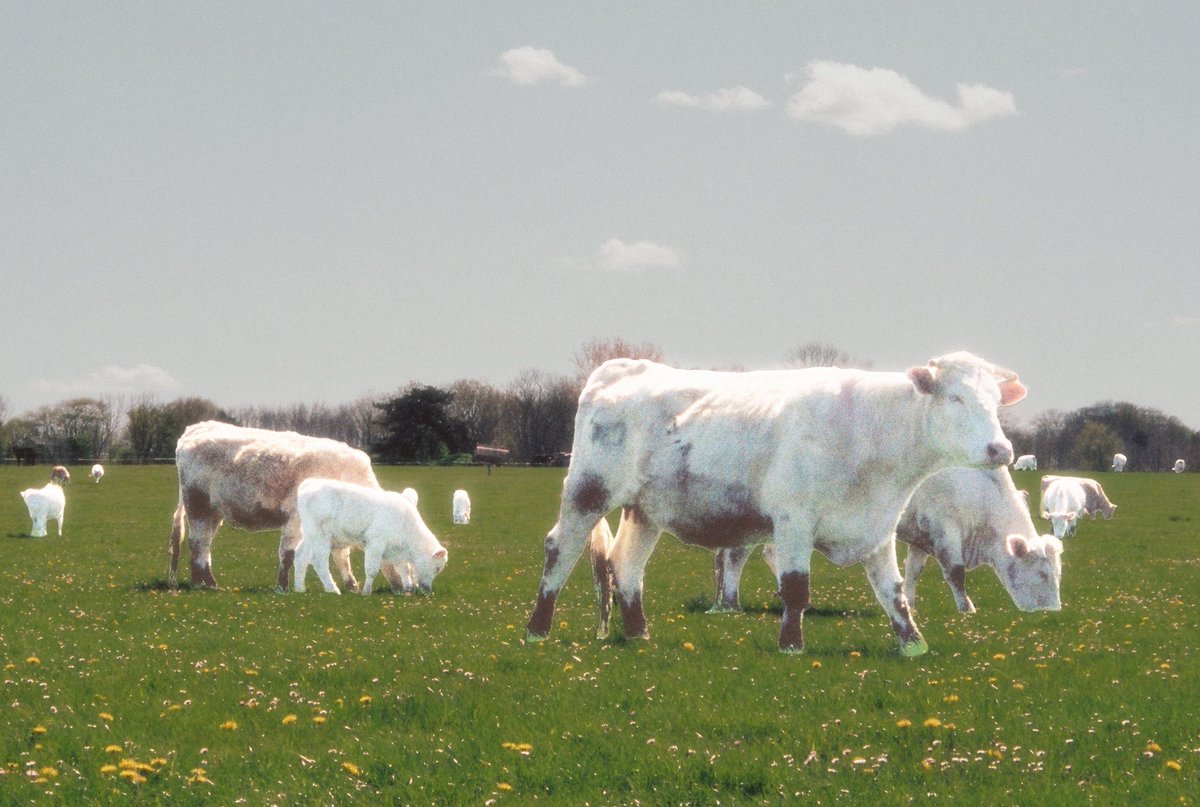 ✨️🌱✨️🌼✨️🍃