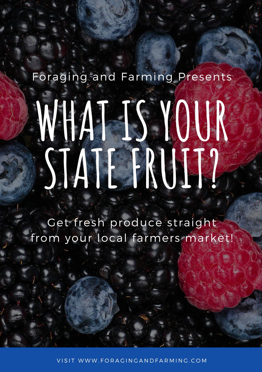 ForagingFarming's tweet image. 50 States of Fruit!  What is Your State Fruit? #fruit #chefs #ffa #grang... youtu.be/-DAZC5y3Sxc?si… via @YouTube
