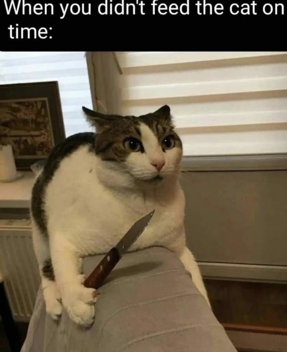 The Odd Cat Sanctuary tweet media