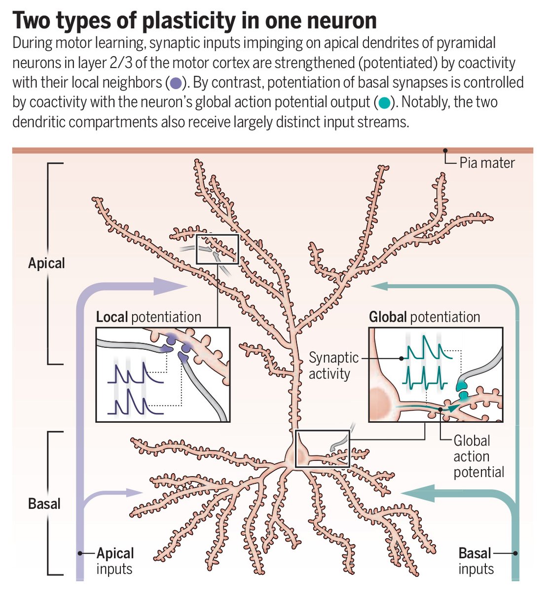 A new Science study finds that different dendritic segments of a single neuron follow distinct rules. The results challenge the idea that neurons follow a single learning strategy and offer a new perspective on how the brain learns and adapts behavior 

📄: