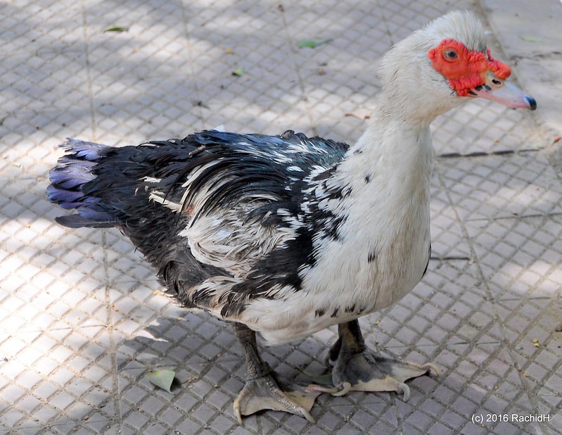 rachidH's tweet photo. #Duck #MuscovyDuck #BarbaryDuck #Cairina #Cmoschata #Canard #CanardMusqué #Duckling #Caneton #Pato #Patocriollo #Necropolis #CairoNecropolis #Qarafa #Cairo #Egypt #Ornithology
Rachid H shared a photo with you from the Flickr app! Check it out:
https://t.co/EXwV3gEnEY https://t.co/PqlEFDWtej