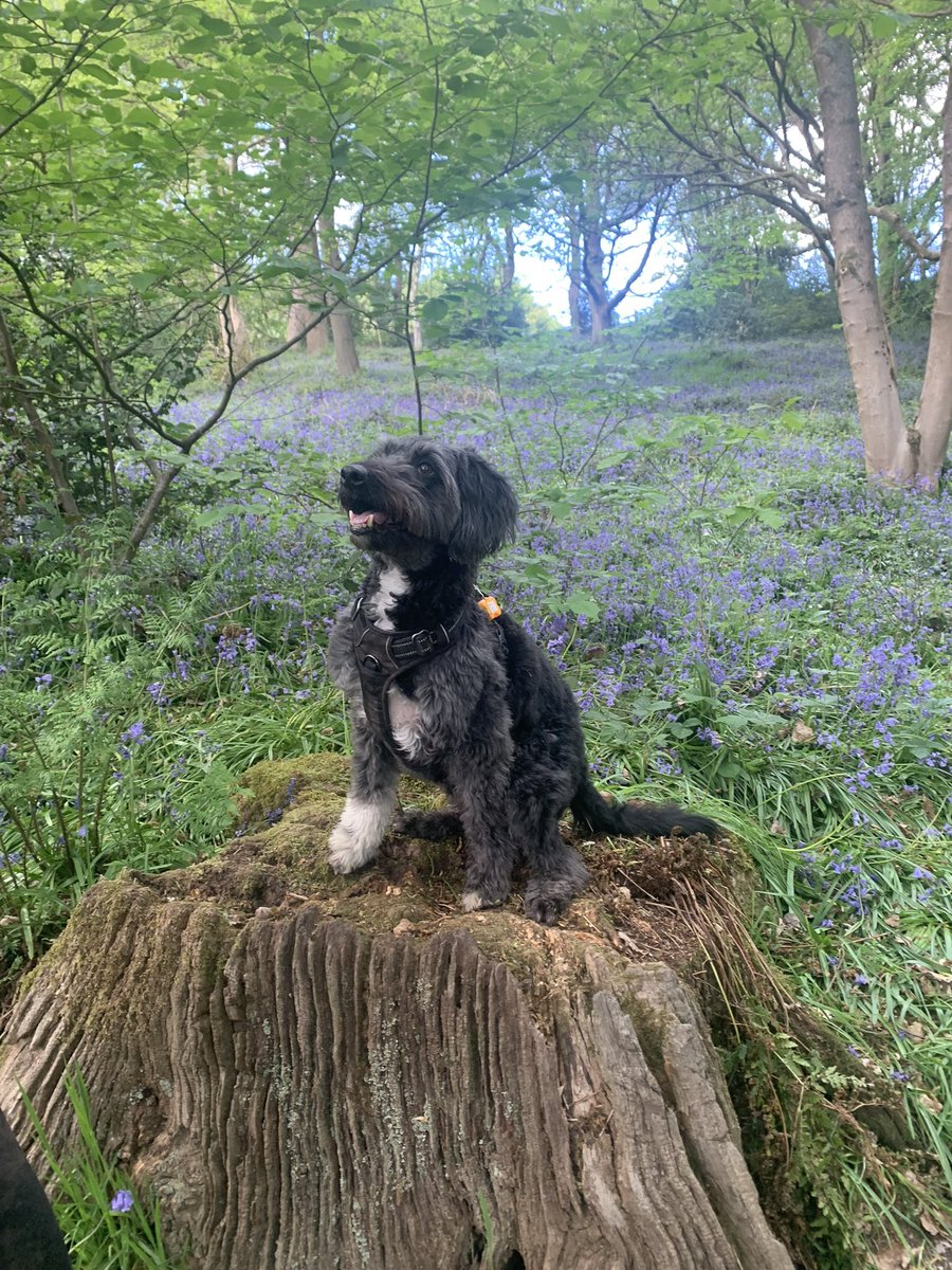 Dusty the dog in Blue Bell Woods near where we live