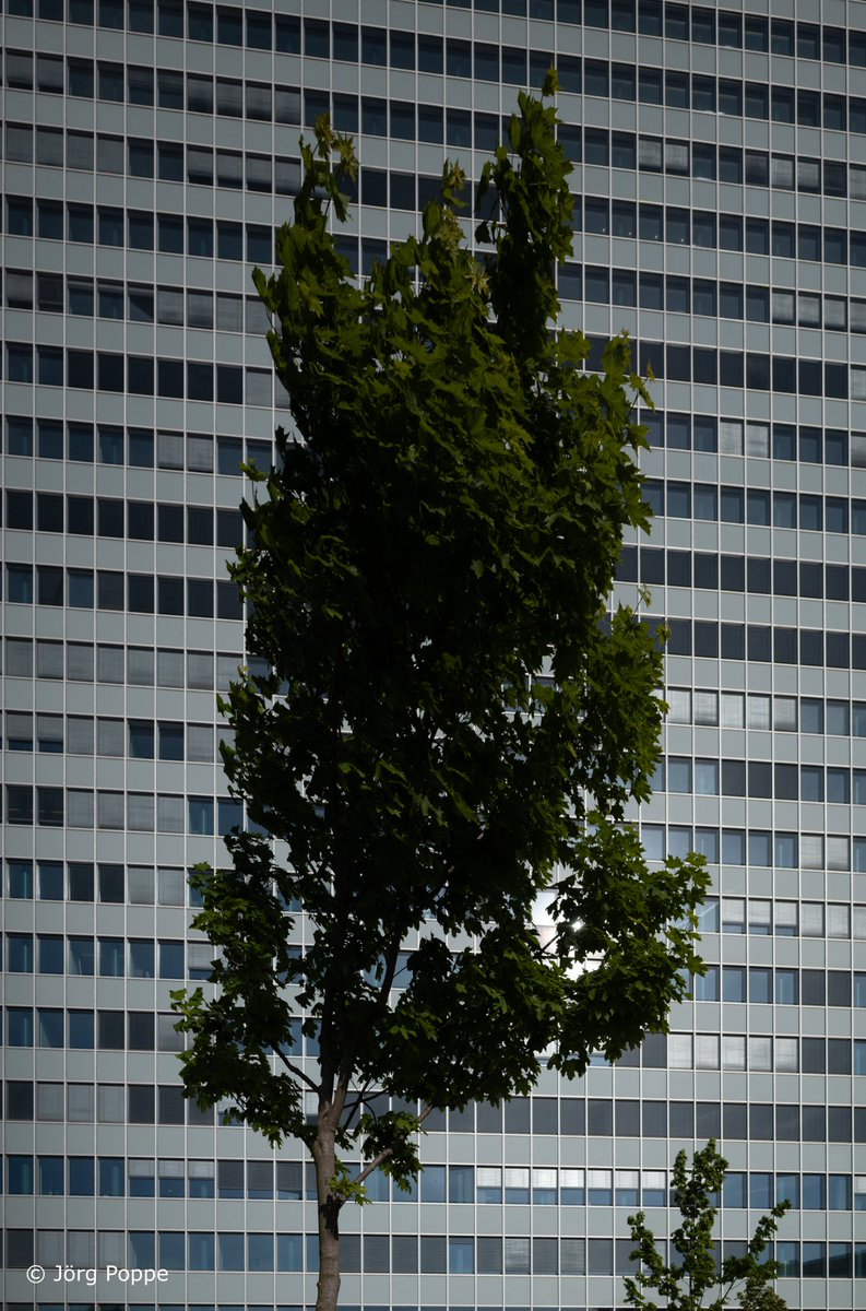 lichtaufnahmen's tweet photo. Thyssenhaus (Dreischeibenhaus).      #düsseldorf #thyssenhaus #architektur #hochhaus #fassaden #reflexionen #skyscraper #wolkenkratzer #hochhäuser #3scheibenhaus #dreischeibenhaus #linien #l62577 https://t.co/SRzk3tFnGG