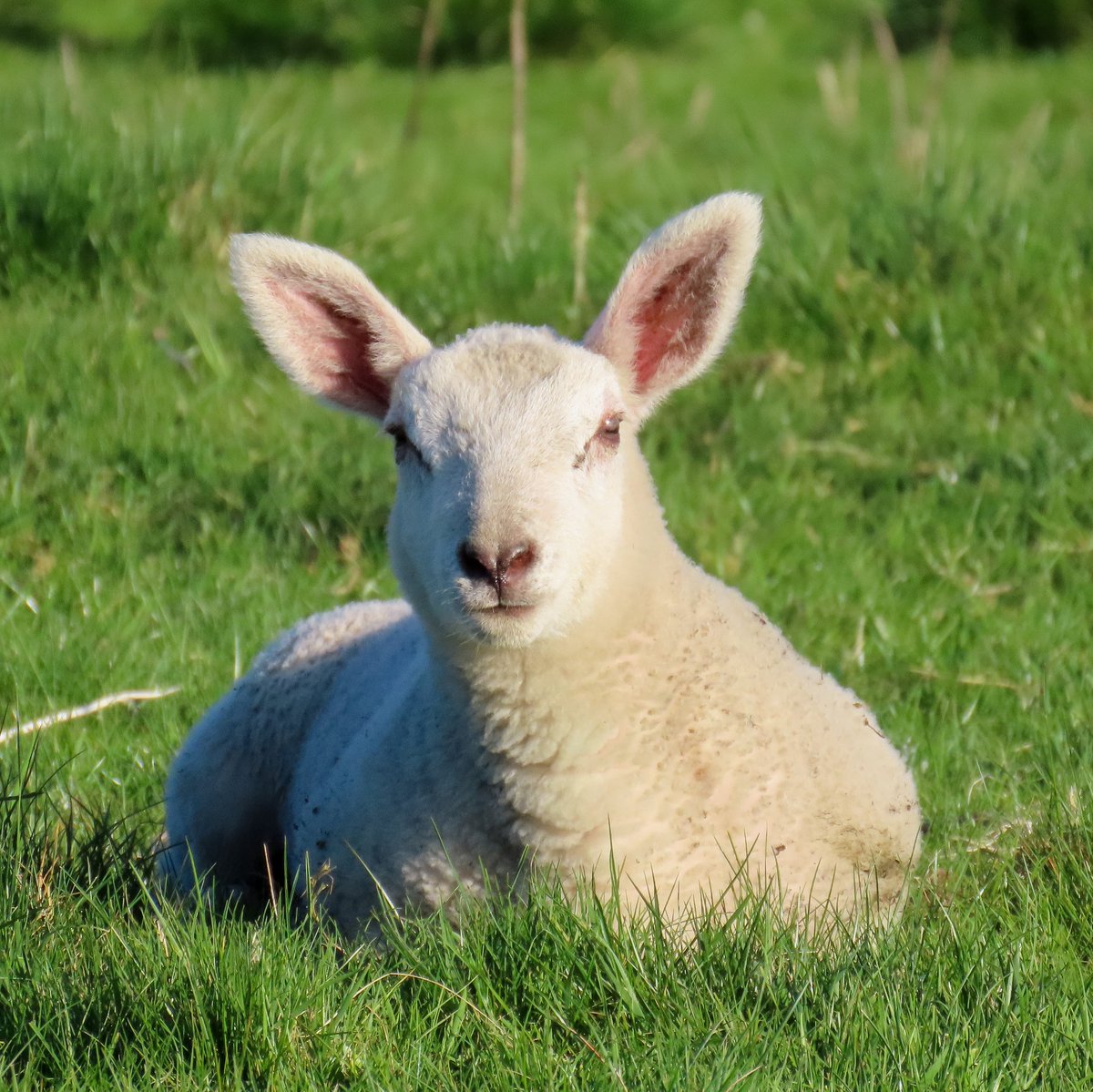 Contentment 🤗

#sheep #lambing #lambing2025 #farminglife #farmingneverstops