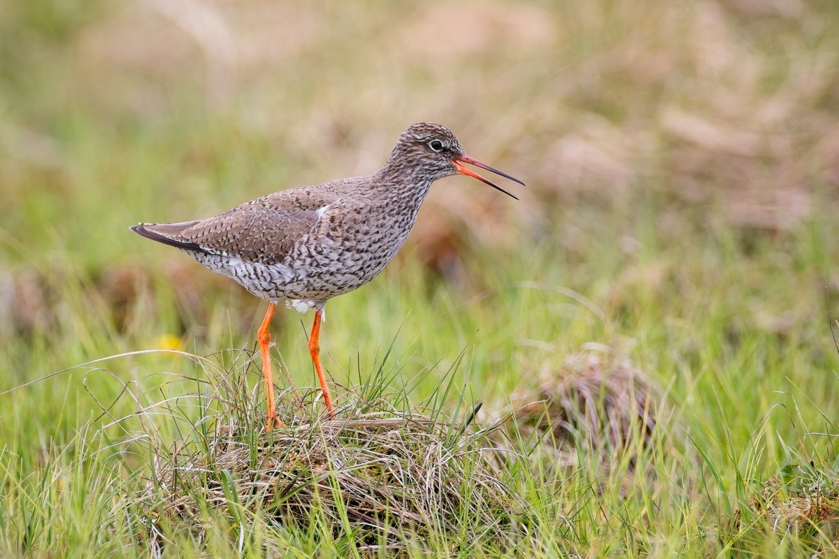 martin price (@smart0406) on Twitter photo Common Redshank #birds #birdphotography #OuterHebrides #Scotland #BirdsSeenIn2025 Common Redshank #birds #birdphotography #OuterHebrides #Scotland #BirdsSeenIn2025