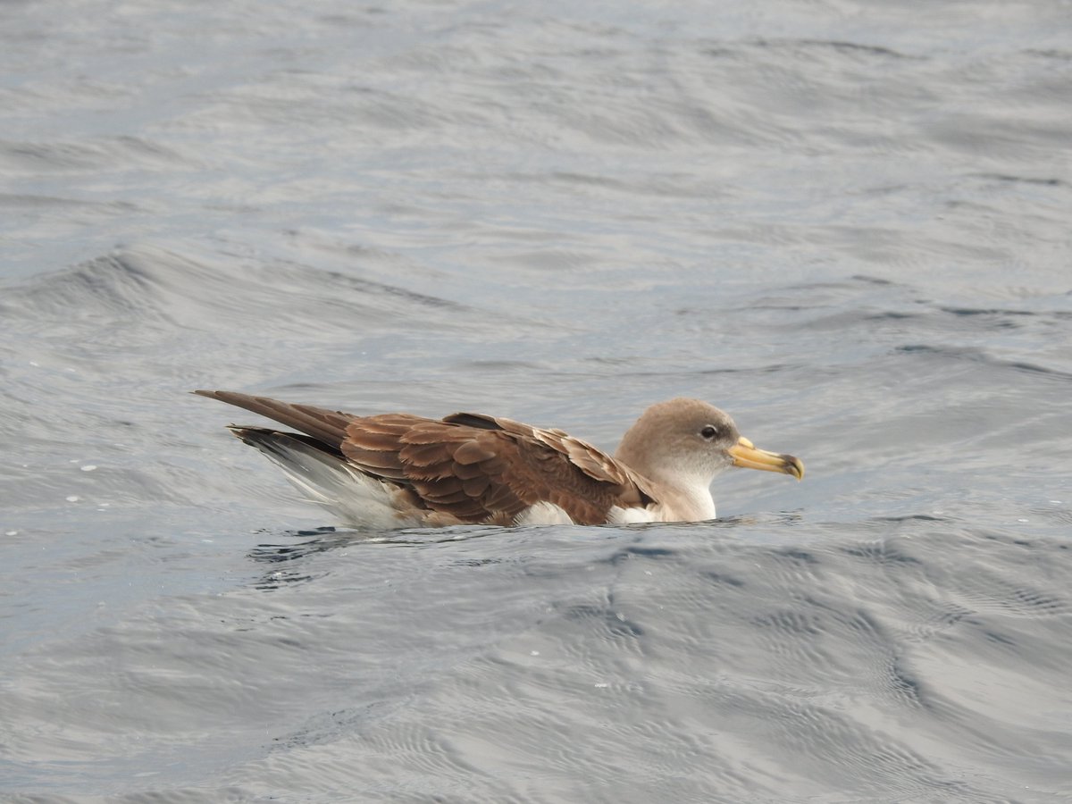 Pere Alzina (@beyondbcn) on Twitter photo 1. A la sortida d'ocells marins davant de Malgrat-Blanes-Lloret vam gaudir de valent amb l'observació de baldrigues cendroses (Calonectris diomedea) i de gavines corses (Larus audouinii) que, literalment, ens van acompanyar durant tota la navegació i que van ser... <a href="/Nat_MonT_/">Naturalistes del Montnegre i la Tordera</a> 1. A la sortida d'ocells marins davant de Malgrat-Blanes-Lloret vam gaudir de valent amb l'observació de baldrigues cendroses (Calonectris diomedea) i de gavines corses (Larus audouinii) que, literalment, ens van acompanyar durant tota la navegació i que van ser... <a href="/Nat_MonT_/">Naturalistes del Montnegre i la Tordera</a>