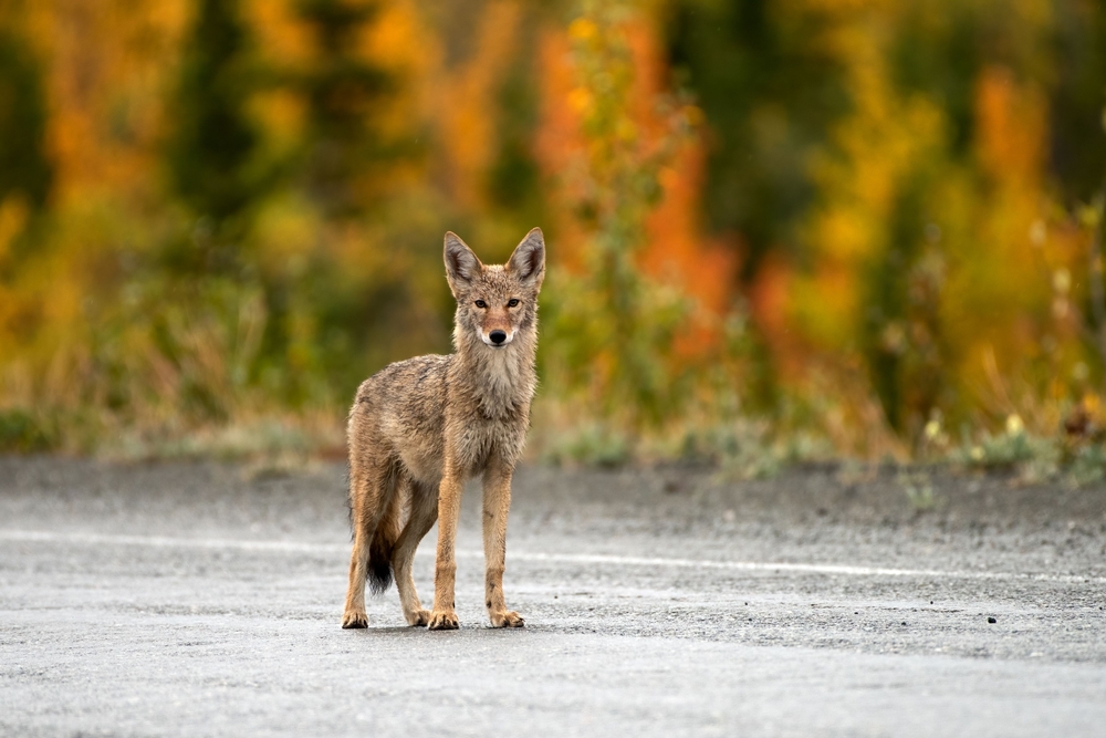 PNASNews's tweet image. Is killing #animals an effective way to regulate #populations? Researchers #debate the efficacy and #ethics of #LethalControl. A PNAS News Feature: ow.ly/WHxM50VLAa3

#conservation #Owls #coyotes #InvasiveSpecies #culling #EndangeredSpecies #USFWS #EPA #wildlife2