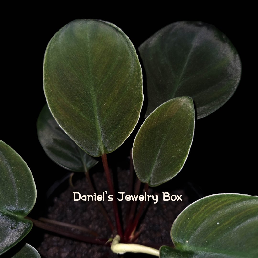 #homalomena #ホマロメナ #vivarium #terrarium #tropicalplants #paludarium #ブセファランドラ #観葉植物 #熱帯植物 #雨林植物 #パルダリウム #テラリウム #熱帯雨林植物