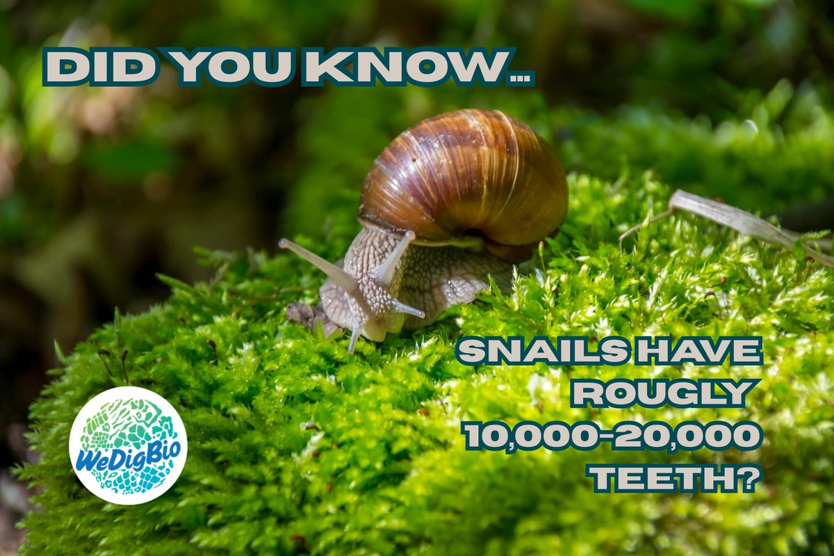 WeDigBio (@wedigbio) on Twitter photo Happy Saturday! 🐌 🦷 🌿
Just a reminder that you can participate in the worldwide biodiversity efforts anywhere, anytime! Head on over to the link in our bio to learn more about remote cataloging and help us care for natural history collections around the world
#FunFact Happy Saturday! 🐌 🦷 🌿
Just a reminder that you can participate in the worldwide biodiversity efforts anywhere, anytime! Head on over to the link in our bio to learn more about remote cataloging and help us care for natural history collections around the world
#FunFact