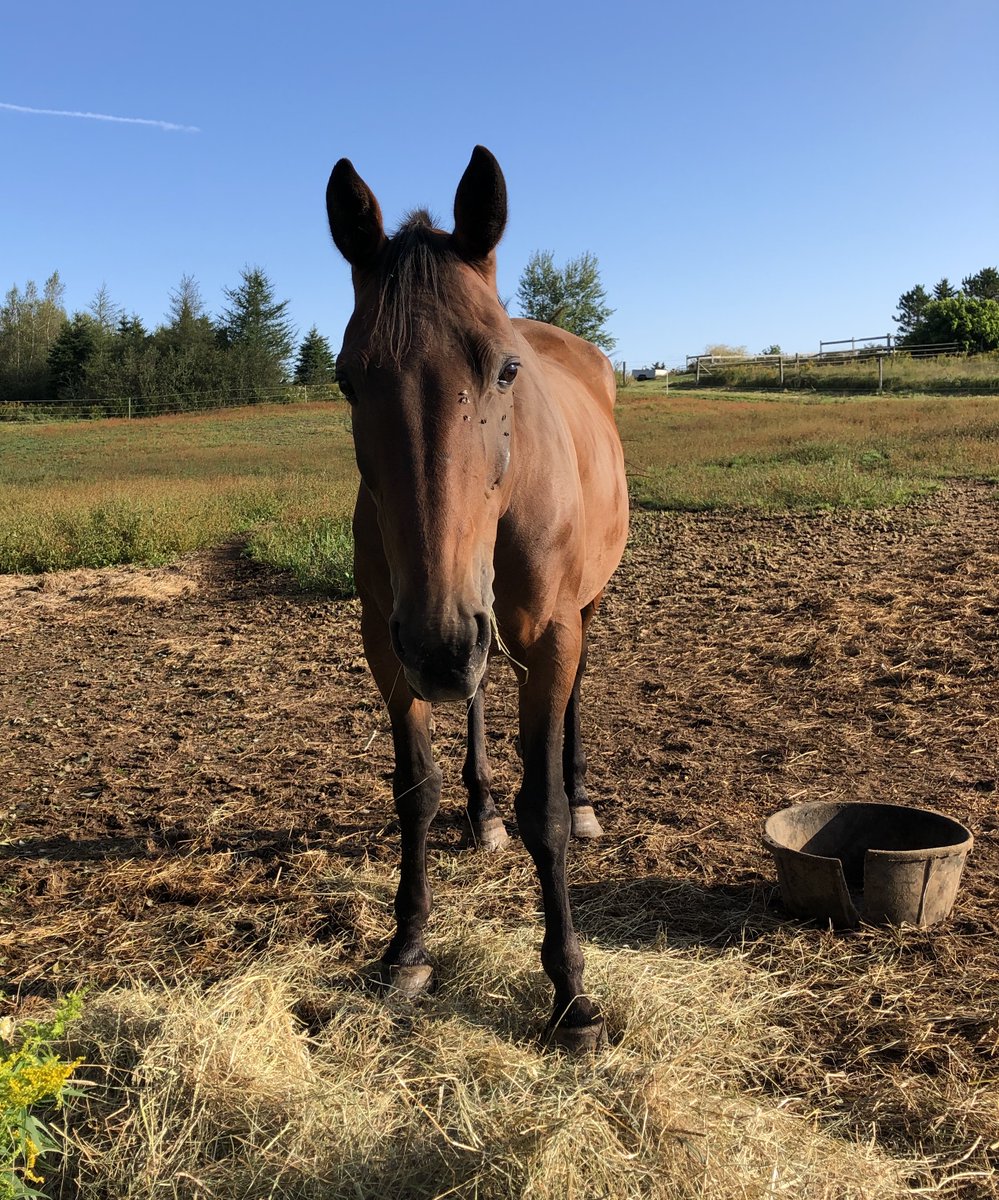 #9 SIMPLY IN FRONT (L. Saez) wins Longines Turf Mile <a href="/ChurchillDowns/">Churchill Downs</a> at 15/1! 🤑
Hope that <a href="/truroraceway/">Truro Raceway</a> Owner of the Year <a href="/michellepatriq1/">Michelle L Patriquin</a> also played the near-namesake of her  good broodmare IN FRONT!