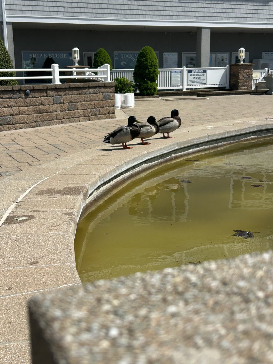 Got our steps in .. rewarded with. a chil glass of vino ( yes cubes you see ) &amp; our 3. freind’s that QUACK us up