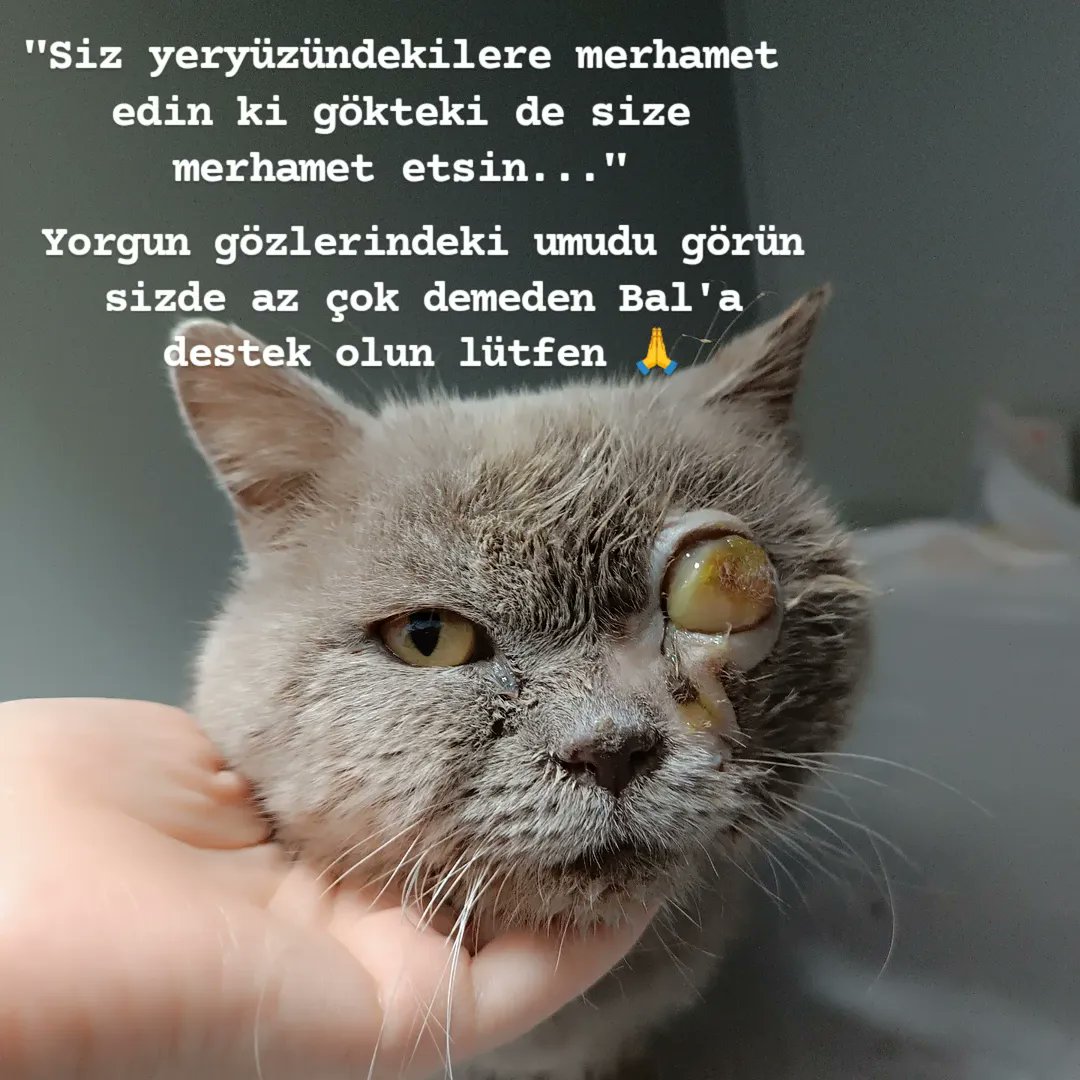 FİP hastası BAL 🍯🤍 (@fiplibal) on Twitter photo 