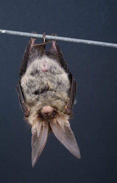 Happy Baturday! (*Brown long-eared bat) 🦇
