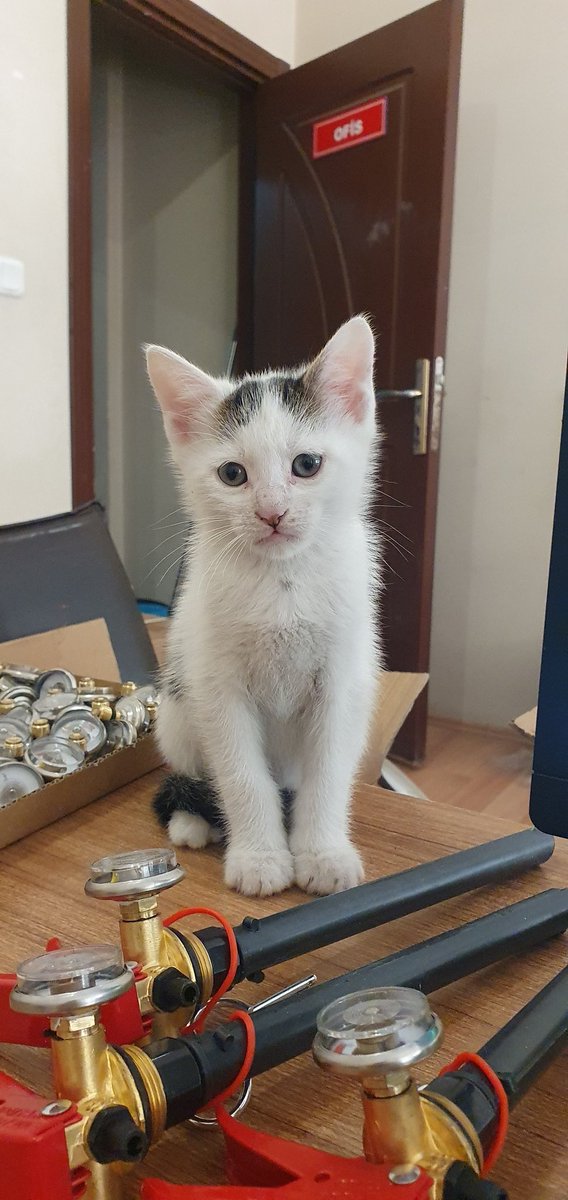 Bu 2 kardeş aynı eve gidiyor, çok güzel bakılacaklarına emin olduğum kişilere yuvalandırdım,diğer 2 kardeşte bu hafta yuvalarına gidecek. Çok mutluyum, paylaşım desteği veren herkese sonsuz teşekkürler.Dilerim ki tüm canların güzel yuvaları olsun 🤲 #SokakHayvanlarıSahipsizDeğil