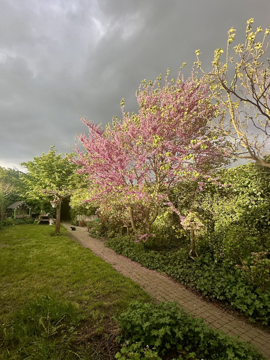 Bloeiende Judasboom in het avondlicht
