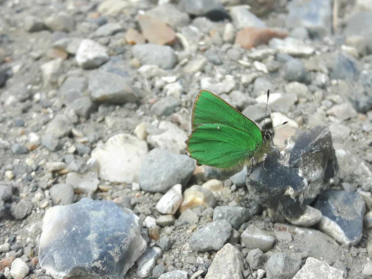 Pleased to spot this Green Hairstreak at Cliffe today