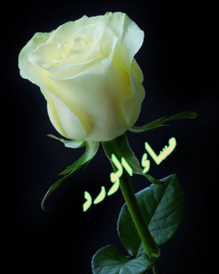 <a href="/jQB7y/">حسن</a>