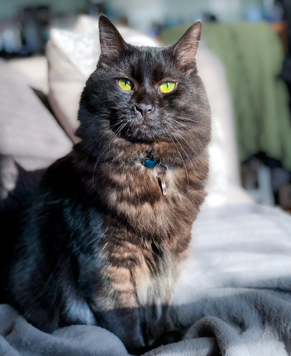 Hi furriends, it’s Sindri— I have some tough mews to share. My big brother, Ragnar crossed OTRB. Hooman &amp; I are heartbroken, but wanted to share this w/ you as you’ve been such wonderful furriends to us. Thanks for all the love you’ve showed Ragnar. 🐾🌈💔 
See you on Bluesky