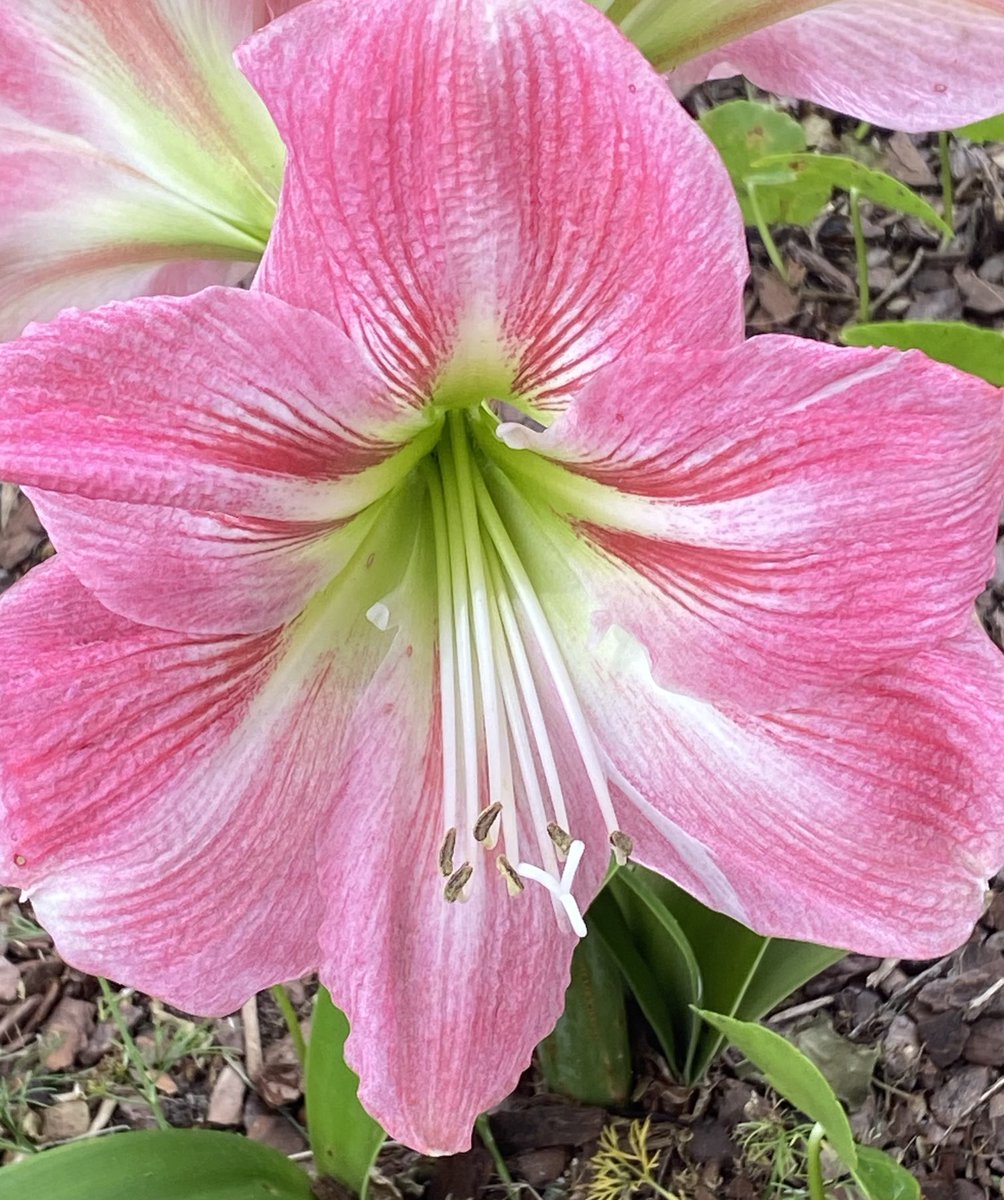 jlVickers47's tweet image. #SpringJoy