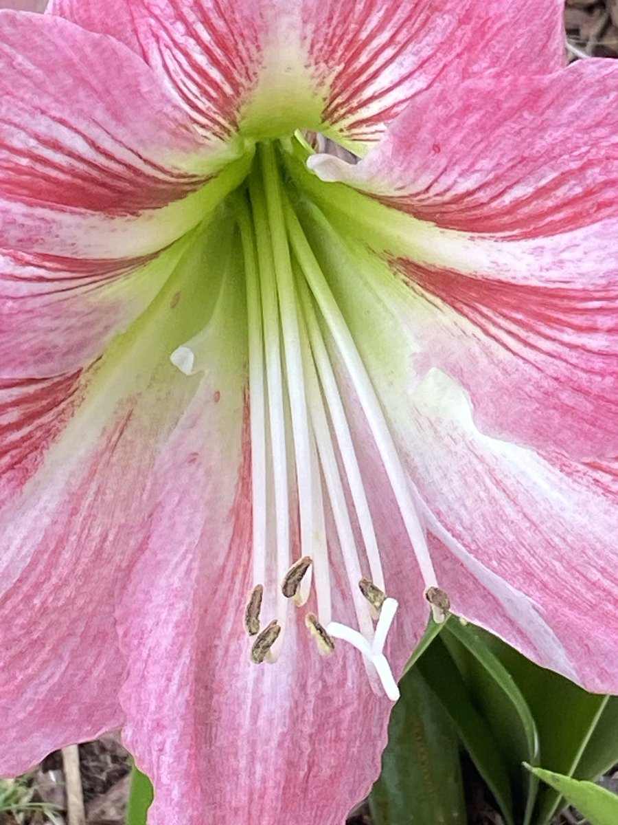 jlVickers47's tweet image. #SpringJoy