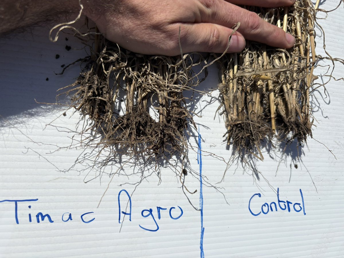 Matthewmophead's tweet image. A year later and the root development and compaction talk for itself. On average the Timac practise is at 12 inches at 200 Psi. Control tapped out at 8.3 inches at 250 Psi. Demonstrations will be replicated this year to see crop and yield response.