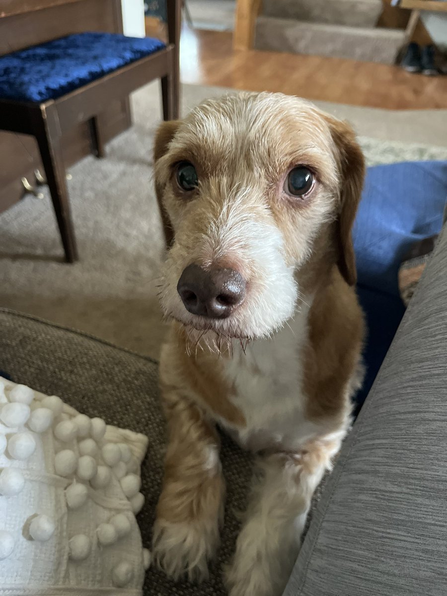 Can’t stop looking at this photo of my dog.