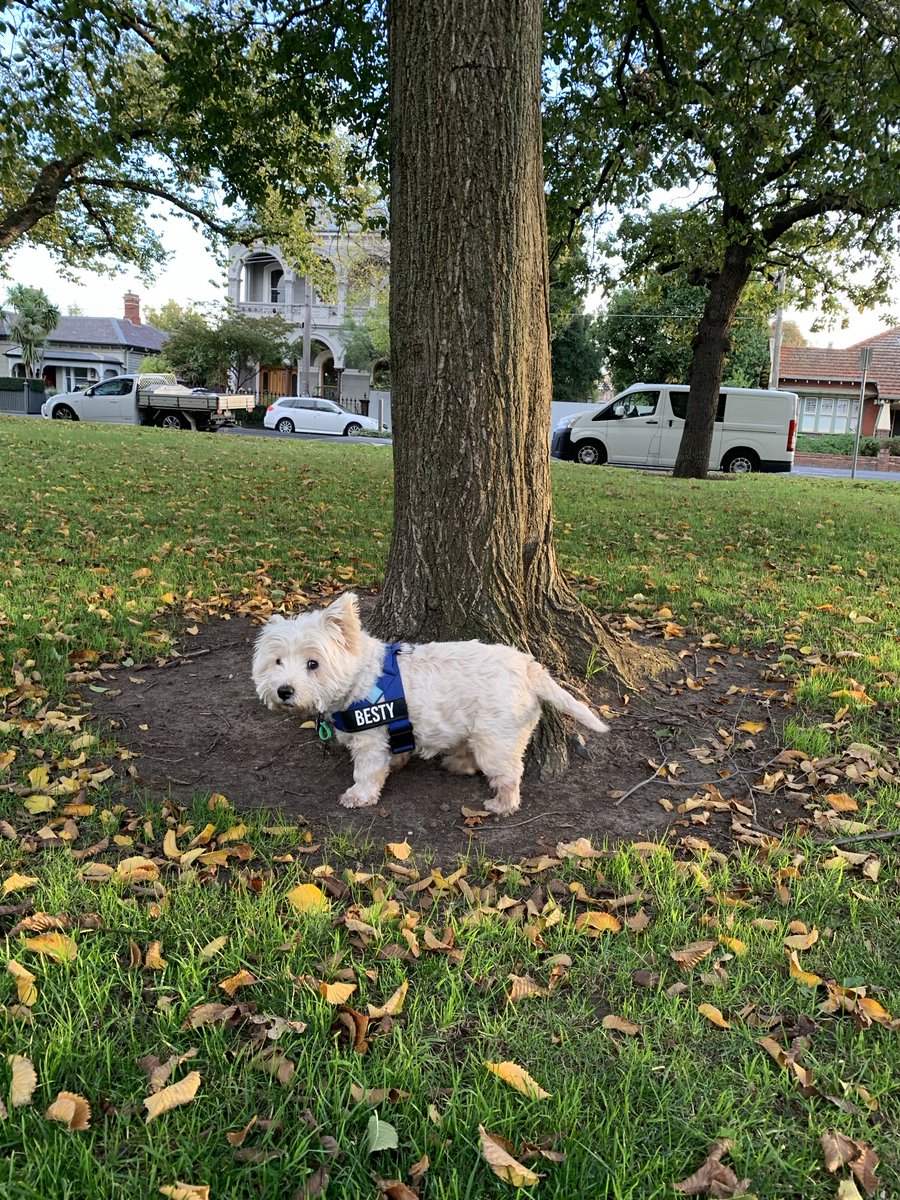 And then I went to park at dawn and had to choose between her and the tree trunk🥱