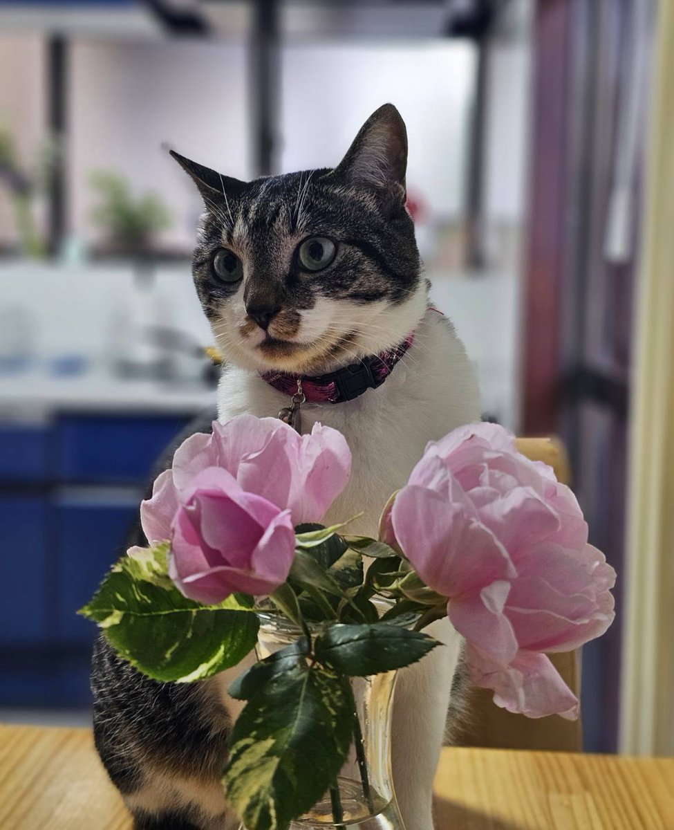 ilovesuechan's tweet photo. ケネスさんから、ホリデイグリーティング
昨今、猫足りていない私。猫のゴロゴロがないから、風邪も長引いているのかも。らんちゃんに会いに行こうかな。 https://t.co/0R3A6JodYI
