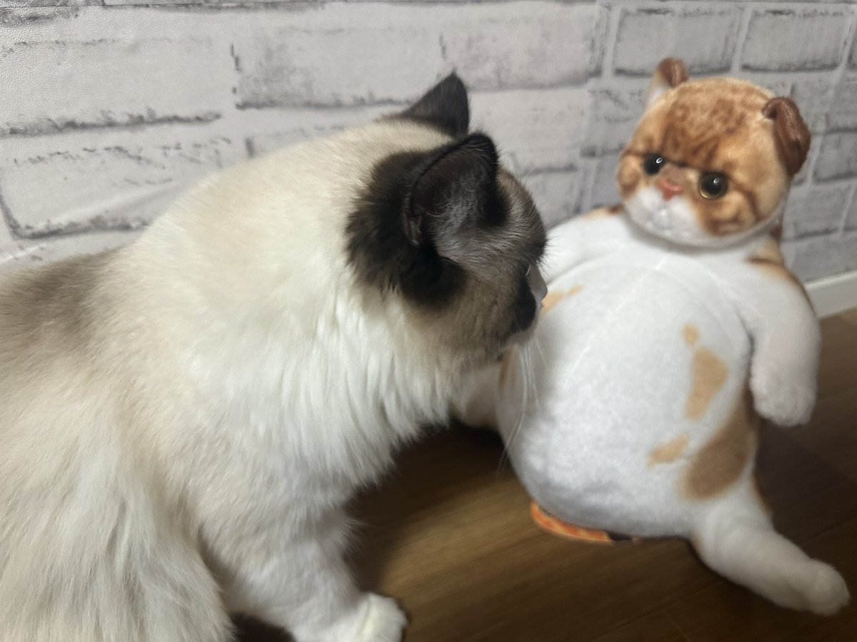 新入りか？よろしくたのむぅ🐱