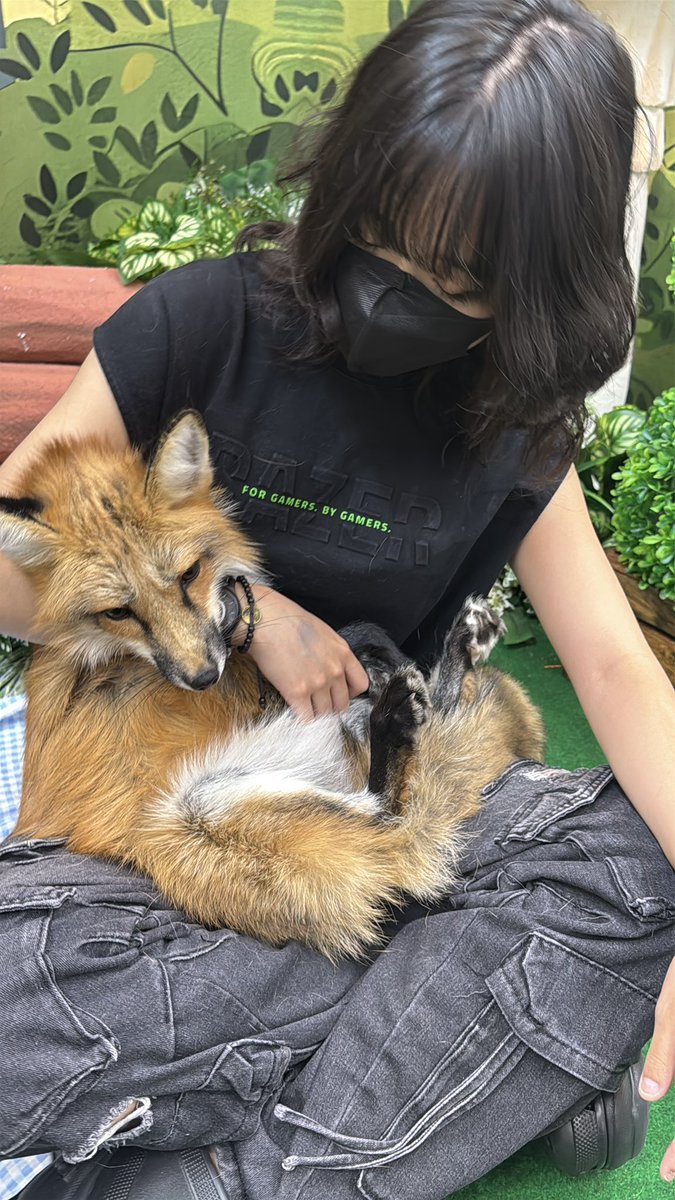 Kitsunee『キツネ』🦊 tweet media