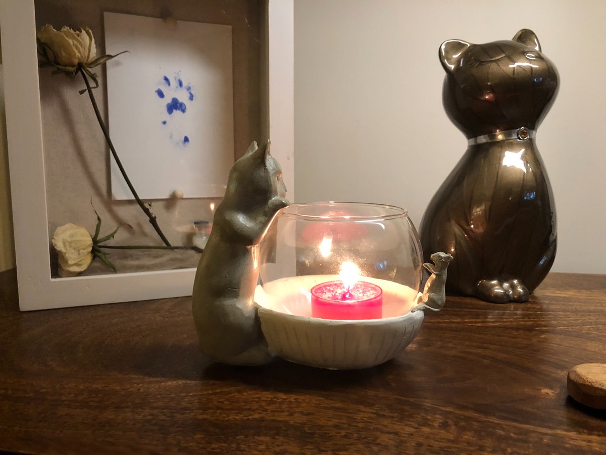 Pickle 🤍🖤Finlay🧡🤍 & 🌈Skweek 🤎🤍 & 🌈Bubble🤎 (@mrstoggit) on Twitter photo The hardest part of opening your heart, is knowing that one day it will be broken 😞 but sometimes it’s tragically, too soon 😿 eventually the pain eases to allow the memories to start to heal you ♥️ see you on the other side Alfie 🌈 #CandleforAlfie <a href="/PoppyAndMolly2/">Alfie 🌈 and Poppy 🌈</a> The hardest part of opening your heart, is knowing that one day it will be broken 😞 but sometimes it’s tragically, too soon 😿 eventually the pain eases to allow the memories to start to heal you ♥️ see you on the other side Alfie 🌈 #CandleforAlfie <a href="/PoppyAndMolly2/">Alfie 🌈 and Poppy 🌈</a>