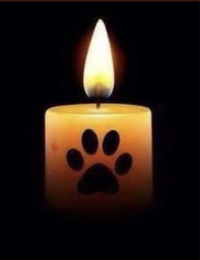 Fuzzicusยฎ Innocuous ๎จ ๐ฆ๐บ๐ธ๐ฎ๐ฑ๐๐ (@missfuzzball) on Twitter photo I'm so sorry about Alfie's passing. Run free, sweet boy. Always loved, outside of space and time.
#CandleForAlfie #ACandleForAlfie #Twitterstorm #FindAlfie #Hedgewatch
<a href="/PoppyAndMolly2/">Alfie and Poppy ๐</a> <a href="/Hedgewatchers/">Hedgewatch</a> I'm so sorry about Alfie's passing. Run free, sweet boy. Always loved, outside of space and time.
#CandleForAlfie #ACandleForAlfie #Twitterstorm #FindAlfie #Hedgewatch
<a href="/PoppyAndMolly2/">Alfie and Poppy ๐</a> <a href="/Hedgewatchers/">Hedgewatch</a>