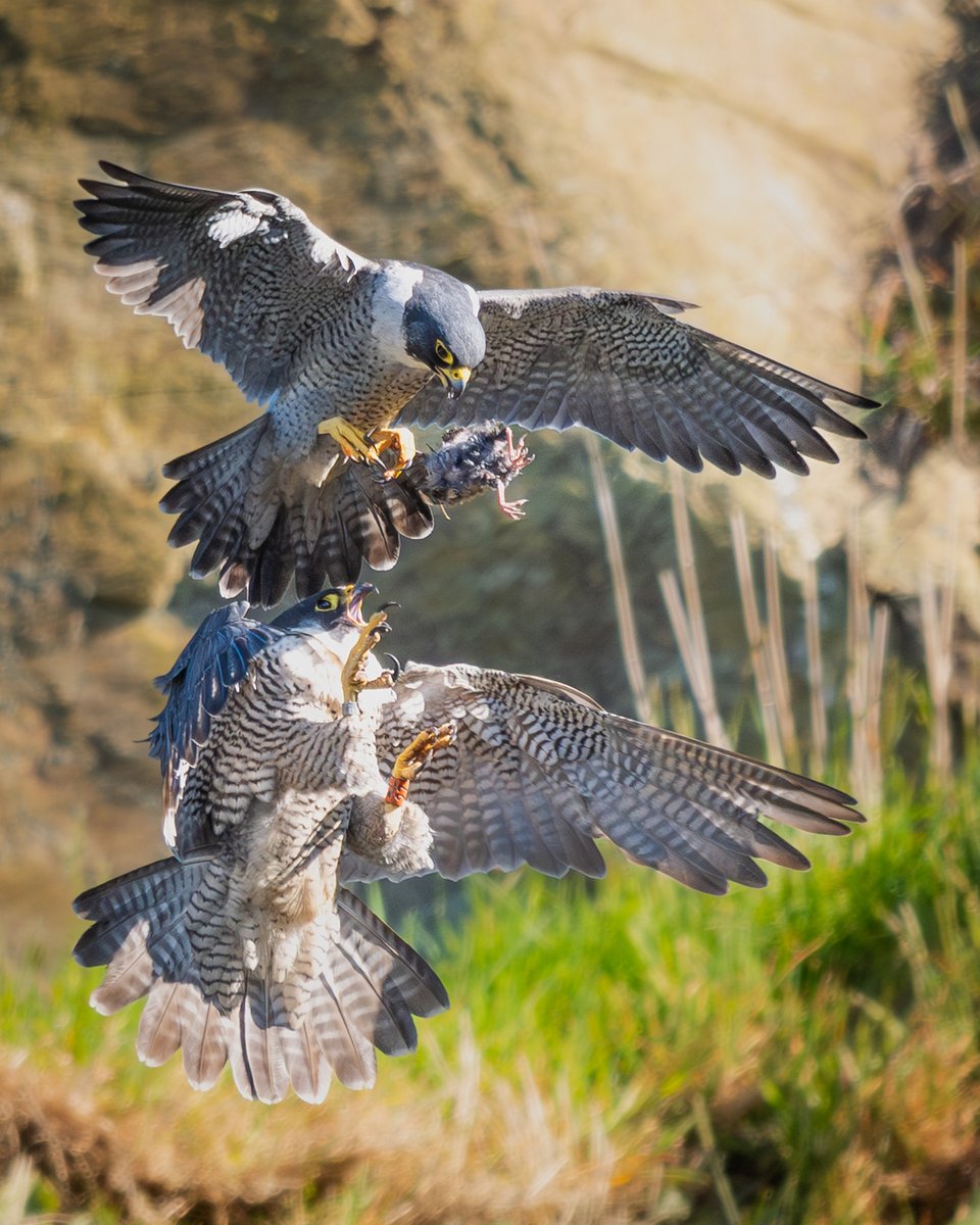 manxmannin's tweet photo. Peregrine Falcon food pass sequence today. Male uppermost in photos #isleofman  🇮🇲#NaturePhotography #Falcons @WildlifeMag https://t.co/6KxFuT5D8K