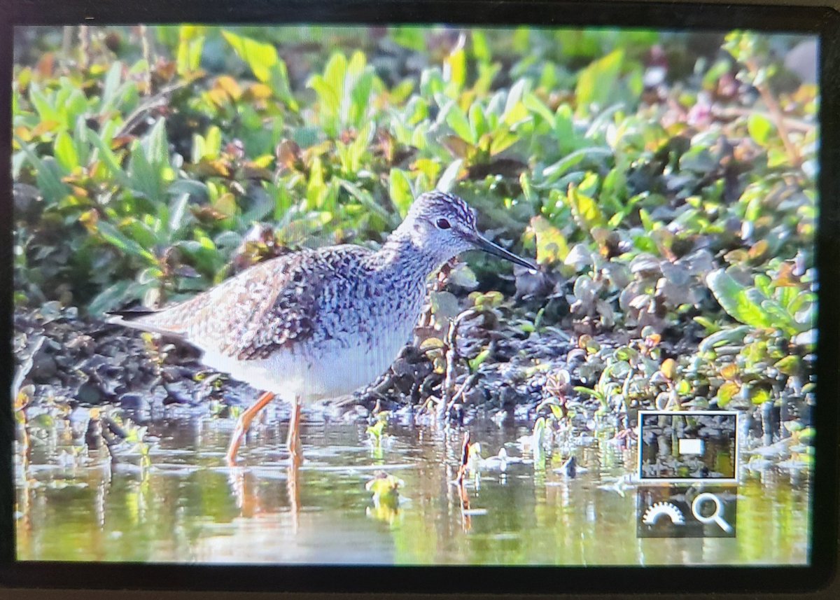 Lesser Yellowlegs still showing well at Filey Dams up until 19.20 at least <a href="/BirdGuides/">BirdGuides</a>