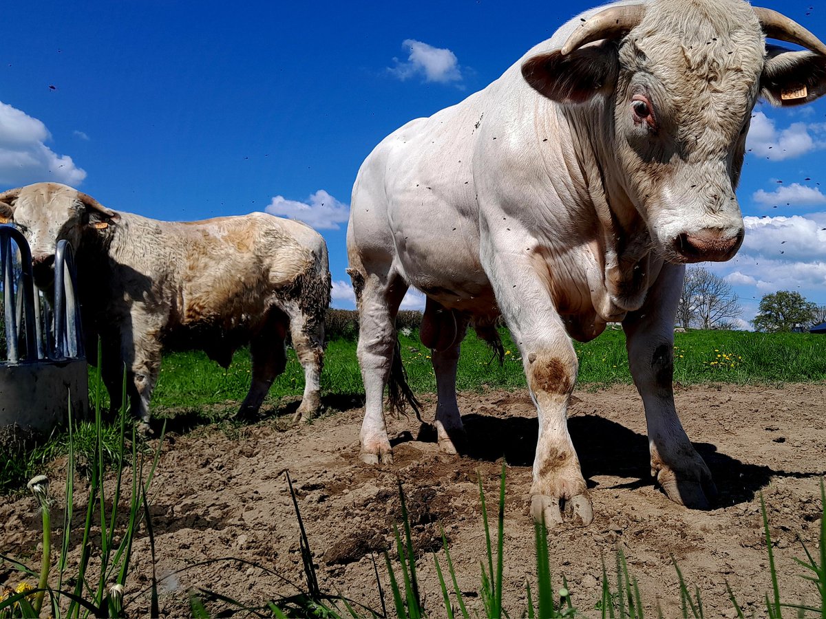 Mais qui a la plus belle queue ?!