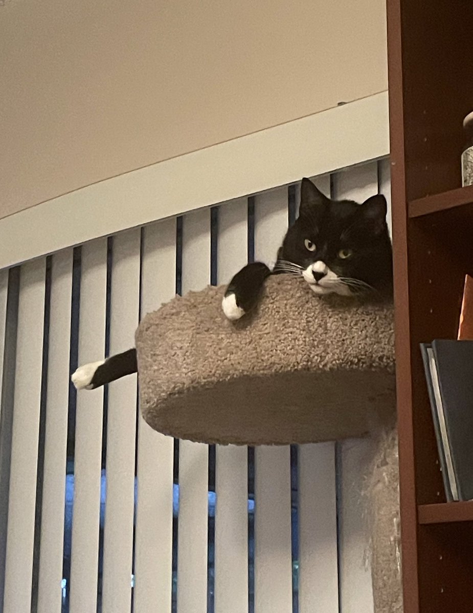 itzmefig's tweet image. mine bromther Bruce lieks to sits like this. . .  Maybe Me Fig should gives it a triy