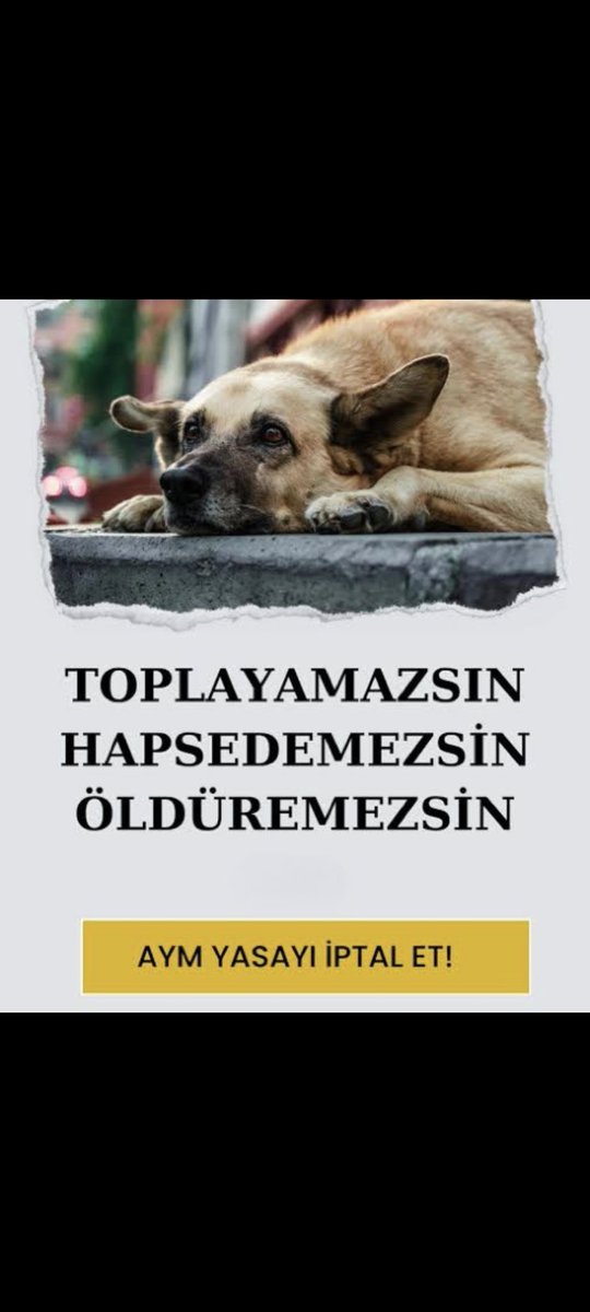 Pınar Genç tweet media