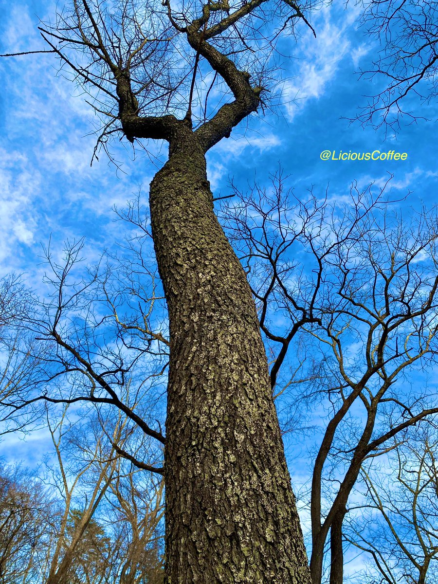 LiciousCoffee's tweet photo. It’s #Saturday & the #Tradition continues until *FOREVER
Saturdays—I celebrate/honor #AnitaBaker with Nature’s🌳❤️
😍The Iris🪻shared earlier today & this 🌳are in the same #Park
This🌳is 💯 #Bakerisms 🗣️🎙️🎶
Musicality
🥰My #tree interpretation For
#AnitaBakerSaturdays 👸🏽🙌🏽 https://t.co/7pxr0y28aM