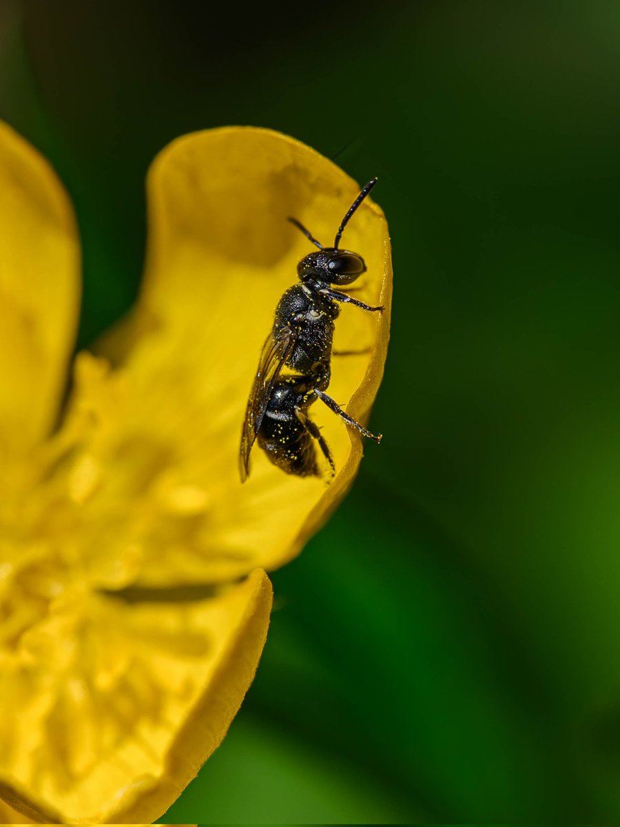 On the edge of a buttercup #Togtweeter #ThePhotoHour #snapyourworld #insects #flies #pollinators #flowers #macro #macrophotography #nature #NaturePhotography