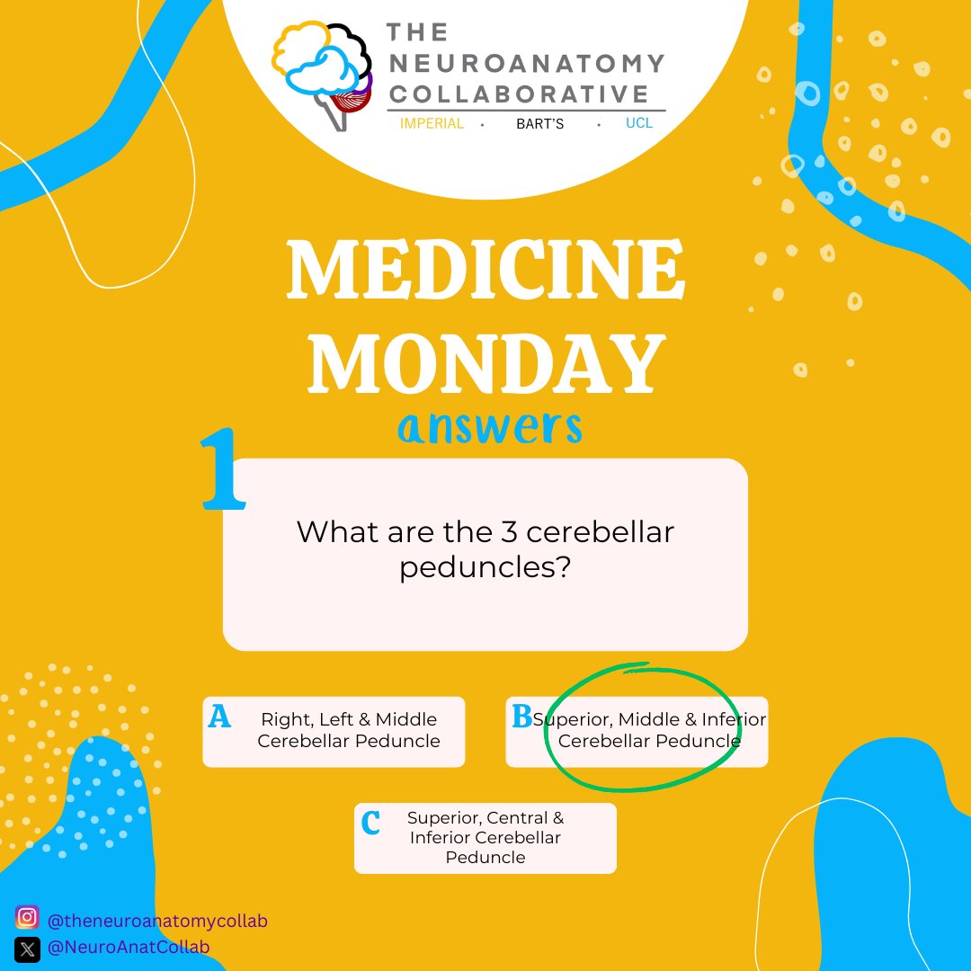 The Neuroanatomy Collaborative tweet media