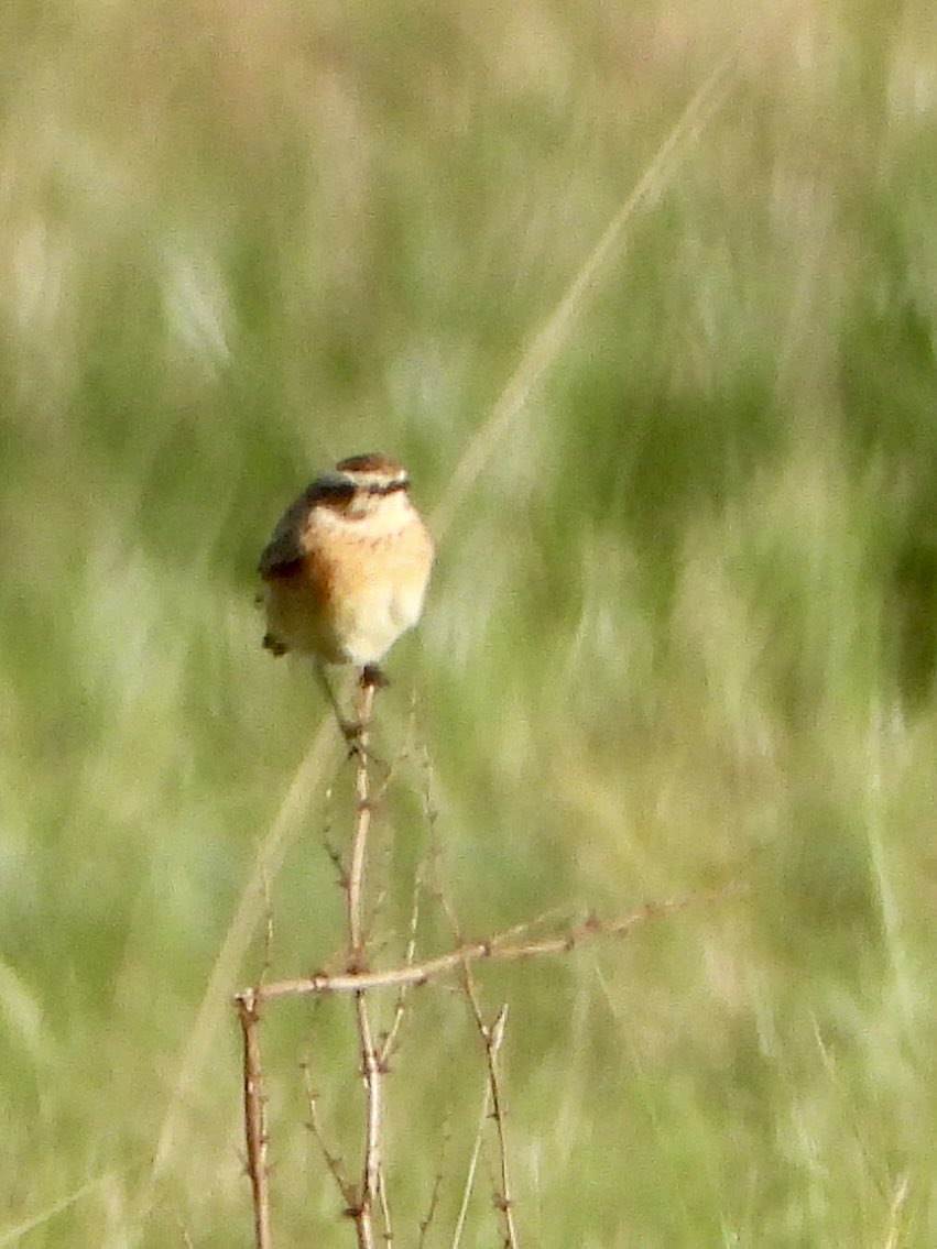 Whinchat east of Iron Road, Salthouse early evening though distant. #norfolkbirds <a href="/RareBirdAlertUK/">RareBirdAlertUK</a>