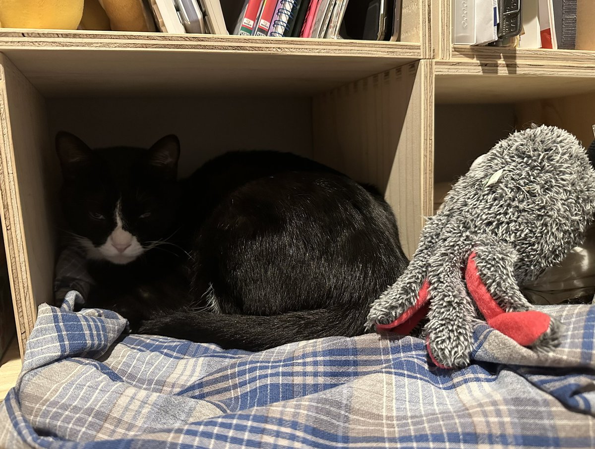 AnneandMichelle's tweet photo. 簡易寝床
#cat #sleepy #simplebed #猫のいる暮らし https://t.co/qQ2I0DKNgA
