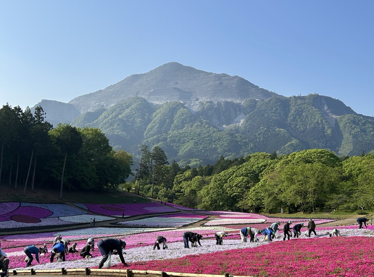 anbebechan's tweet photo. 武甲山の麓の羊山公園「芝桜の丘」
ちょうど見ごろを迎えています

地元の方々が雑草を取ったりして、きれいに整備されていました

https://t.co/sQ5aYI6Hom https://t.co/MZt1Ukr31u