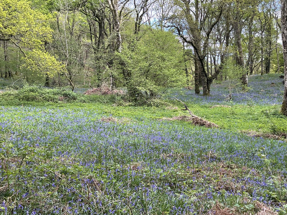 Bluebells at Carstramon Wood for Barney and Digbey’s afternoon walk today