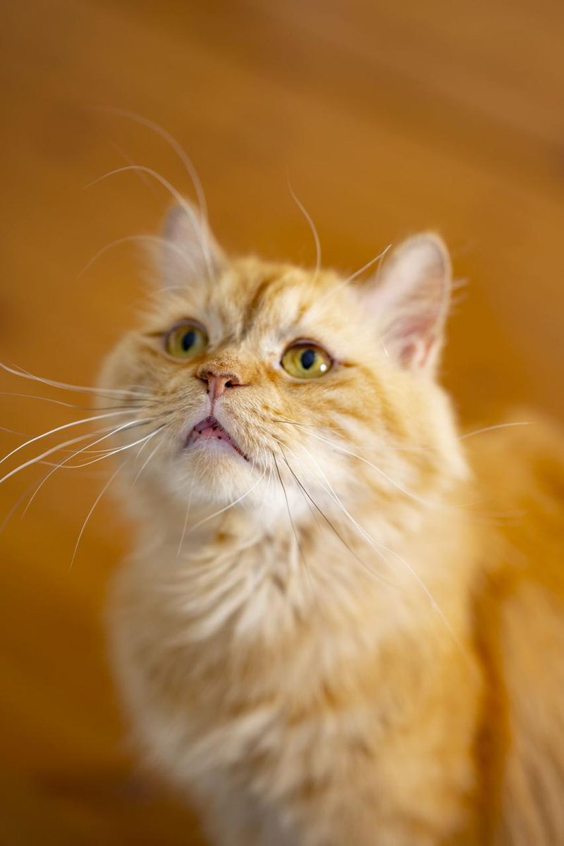 Doaajan's tweet photo. @TbnaaCats للتبني: غارفيلد، ذكر معقم، عمره ٤ سنوات تقريباً 
مره لطيف وهادئ جداً ويحب يقعد مع الناس ومره مناسب للعوائل مع الأطفال
مدينة جدة 
0569501168 https://t.co/ifFjVM6rO0
